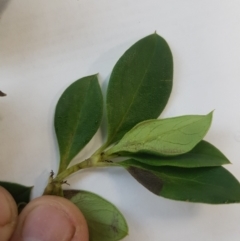 Coprosma hirtella at Anembo, NSW - 27 Jan 2021