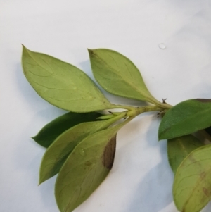 Coprosma hirtella at Anembo, NSW - 27 Jan 2021