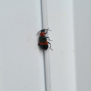 Dicranolaius bellulus at Molonglo Valley, ACT - 27 Jan 2021