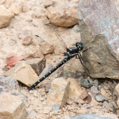 Eusynthemis guttata (Southern Tigertail) at Cotter River, ACT - 25 Jan 2021 by SWishart