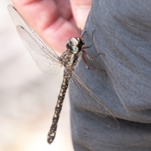 Austroaeschna atrata at Cotter River, ACT - 26 Jan 2021 10:15 AM