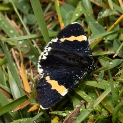 Eutrichopidia latinus (Yellow-banded Day-moth) at Acton, ACT - 27 Jan 2021 by Roger