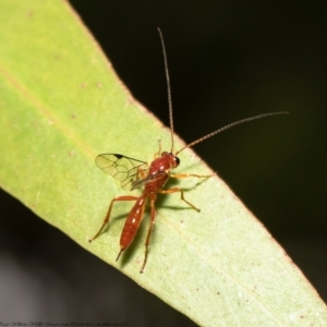 Netelia sp. (genus) at Acton, ACT - 27 Jan 2021 11:15 AM