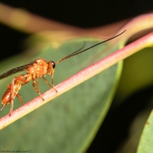 Netelia sp. (genus) at Acton, ACT - 27 Jan 2021 11:15 AM