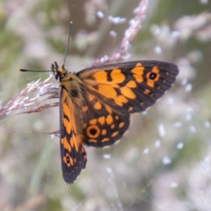 Oreixenica orichora at Cotter River, ACT - 26 Jan 2021