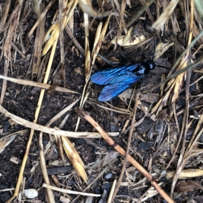 Austroscolia soror (Blue Flower Wasp) at Giralang, ACT - 26 Jan 2021 by Denise