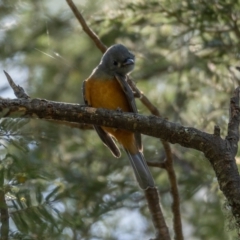 Monarcha melanopsis (Black-faced Monarch) at Araluen, NSW - 23 Jan 2021 by trevsci