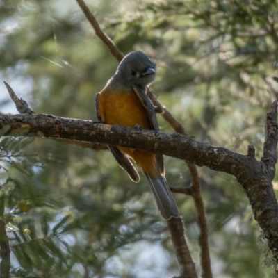Monarcha melanopsis (Black-faced Monarch) at Araluen, NSW - 24 Jan 2021 by trevsci