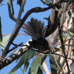 Rhipidura albiscapa (Grey Fantail) at Corry's Wood - 26 Jan 2021 by PaulF