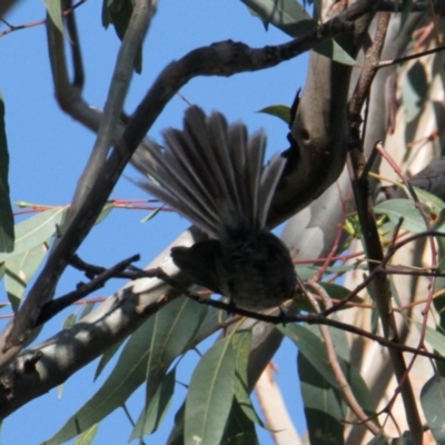 Rhipidura albiscapa (Grey Fantail) at Corry's Wood - 25 Jan 2021 by PaulF