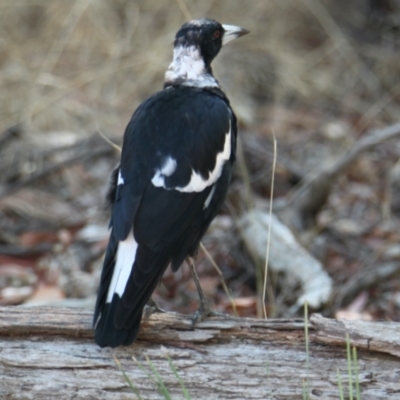 Gymnorhina tibicen (Australian Magpie) at Corry's Wood - 26 Jan 2021 by PaulF