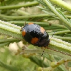 Peltoschema tetraspilota (Leaf beetle) at Tuggeranong Hill - 24 Jan 2021 by owenh