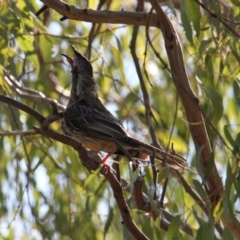 Anthochaera carunculata (Red Wattlebird) at Thurgoona, NSW - 25 Jan 2021 by PaulF