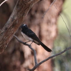 Rhipidura leucophrys (Willie Wagtail) at Thurgoona, NSW - 26 Jan 2021 by PaulF