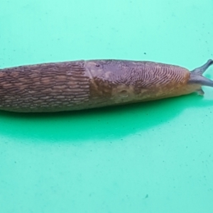 Limacus flavus at Holt, ACT - 27 Jan 2021