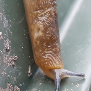 Limacus flavus at Holt, ACT - 27 Jan 2021