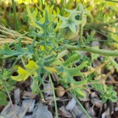 Solanum triflorum (Three-flowered Nightshade) at Isaacs Ridge - 24 Jan 2021 by Mike