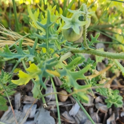 Solanum triflorum (Three-flowered Nightshade) at Isaacs Ridge - 24 Jan 2021 by Mike