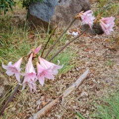 Amaryllis belladonna (Naked Ladies, Belladonna Lily) at Isaacs, ACT - 27 Jan 2021 by Mike