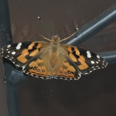 Vanessa kershawi (Australian Painted Lady) at Higgins, ACT - 27 Jan 2021 by AlisonMilton