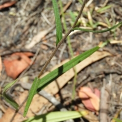 Podolepis hieracioides at Paddys River, ACT - 25 Jan 2021