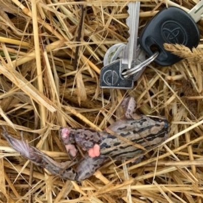 Limnodynastes peronii (Brown-striped Frog) at Budjan Galindji (Franklin Grassland) Reserve - 26 Jan 2021 by GeoffRobertson