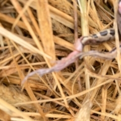 Limnodynastes peronii at Harrison, ACT - 27 Jan 2021 09:10 AM