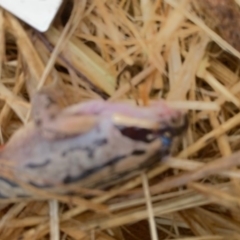 Limnodynastes peronii at Harrison, ACT - 27 Jan 2021 09:10 AM