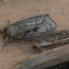 Leptocneria reducta (White Cedar Moth) at Higgins, ACT - 24 Jan 2021 by AlisonMilton