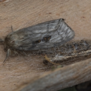 Leptocneria reducta at Higgins, ACT - 24 Jan 2021 08:32 AM