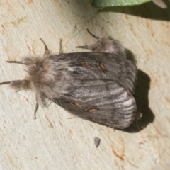 Leptocneria reducta at Higgins, ACT - 24 Jan 2021