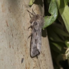 Leptocneria reducta at Higgins, ACT - 24 Jan 2021 08:32 AM