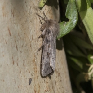 Leptocneria reducta at Higgins, ACT - 24 Jan 2021 08:32 AM