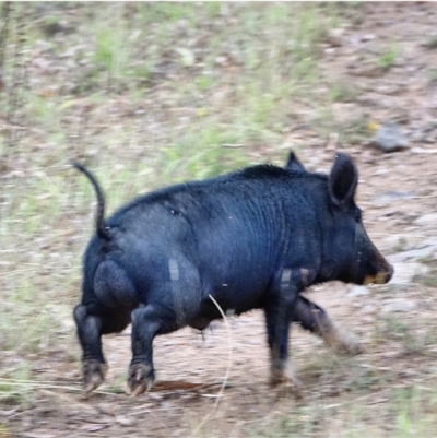 Sus scrofa (Pig (feral)) at Lower Cotter Catchment - 27 Jan 2021 by Ct1000