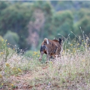 Sus scrofa at Coree, ACT - 27 Jan 2021