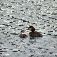 Podiceps cristatus (Great Crested Grebe) at Lower Cotter Catchment - 27 Jan 2021 by Ct1000