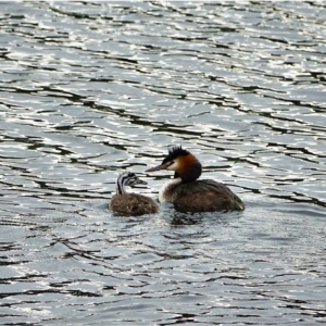 Podiceps cristatus at Uriarra Village, ACT - 27 Jan 2021