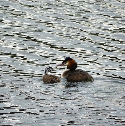 Podiceps cristatus (Great Crested Grebe) at Cotter Reservoir - 27 Jan 2021 by Ct1000