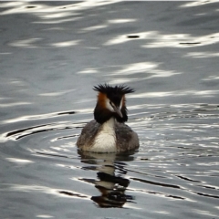 Podiceps cristatus at Uriarra Village, ACT - 27 Jan 2021