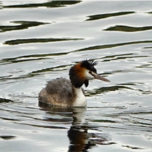 Podiceps cristatus at Uriarra Village, ACT - 27 Jan 2021