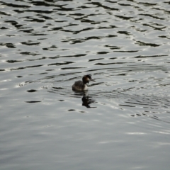 Podiceps cristatus at Uriarra Village, ACT - 27 Jan 2021