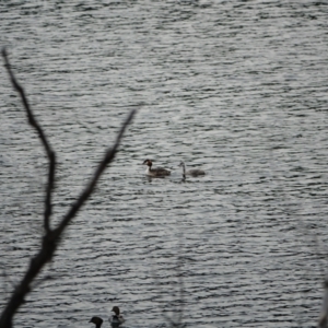 Podiceps cristatus at Uriarra Village, ACT - 27 Jan 2021