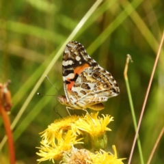 Vanessa kershawi (Australian Painted Lady) at Paddys River, ACT - 25 Jan 2021 by MatthewFrawley