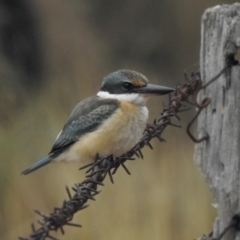 Todiramphus sanctus (Sacred Kingfisher) at Booth, ACT - 27 Jan 2021 by KMcCue