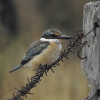 Todiramphus sanctus (Sacred Kingfisher) at Booth, ACT - 27 Jan 2021 by KMcCue