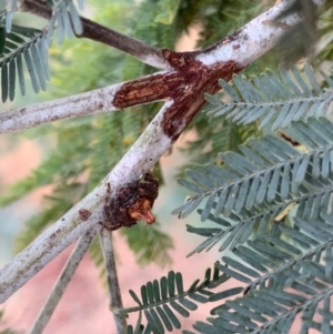 Dolophones turrigera at Murrumbateman, NSW - 26 Jan 2021