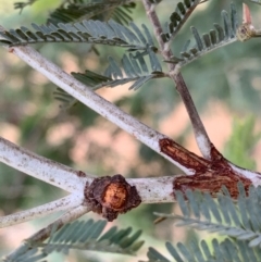 Dolophones turrigera at Murrumbateman, NSW - 26 Jan 2021