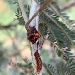 Dolophones turrigera at Murrumbateman, NSW - 26 Jan 2021