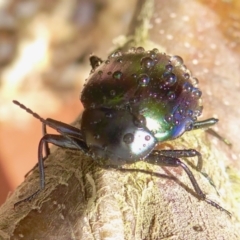 Chalcopteroides cupripennis (Rainbow darkling beetle) at Rugosa - 19 Jan 2021 by SenexRugosus