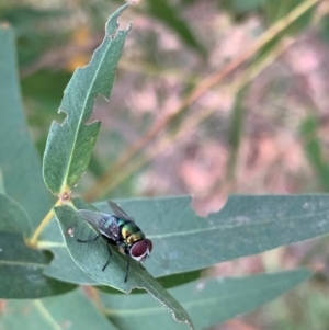 Chrysomya sp. (genus) at Murrumbateman, NSW - 27 Jan 2021